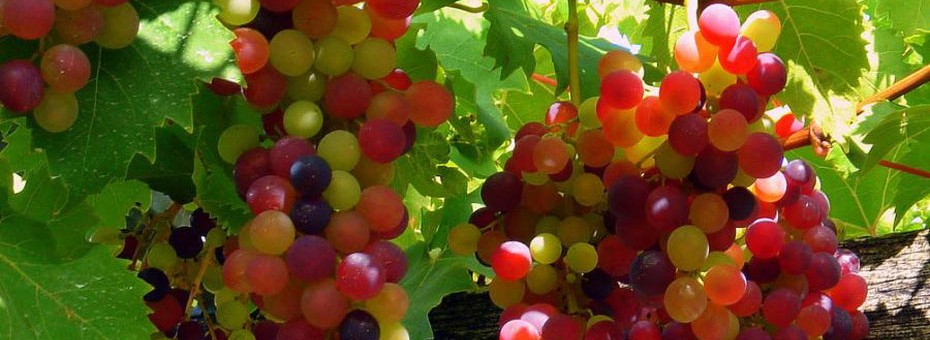 grapes